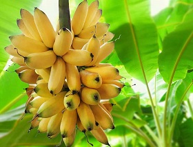 Banano augalas