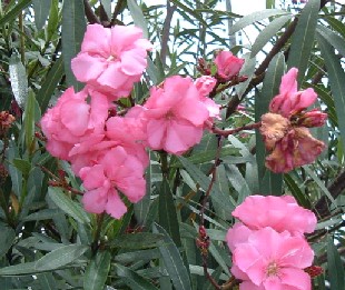Oleander